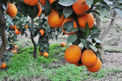 重慶地理標志農產品在《源味中國》亮相，四個區(qū)縣風味獨特